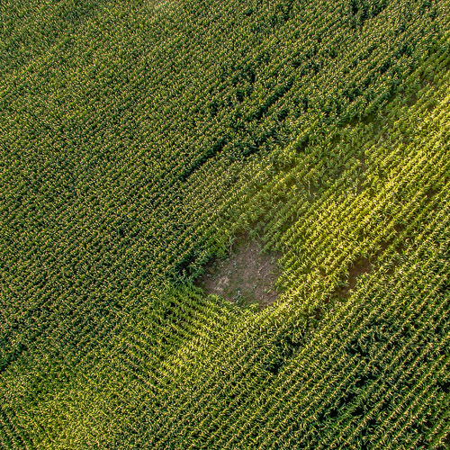 Landwirtschaft